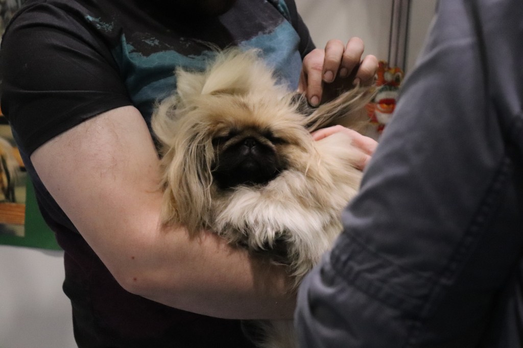 Psychology Test – Are You A Dog Or Cat&nbsp;Person?