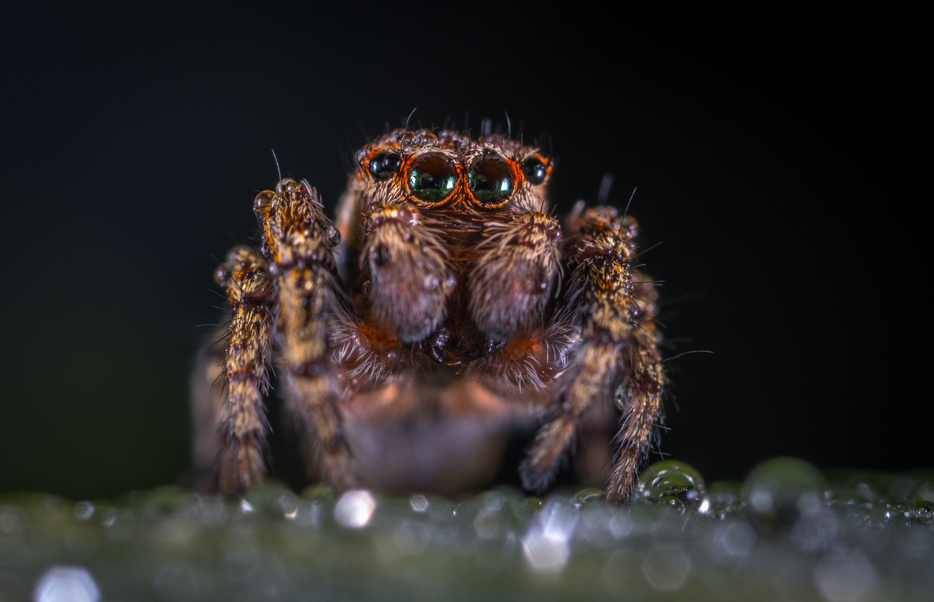 macro photography of brown jumping spider
